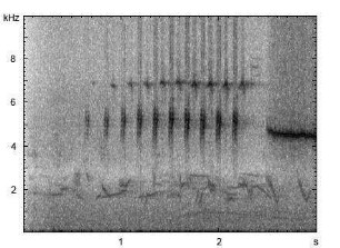 Goldammer | Emberiza citrinella - Gesang