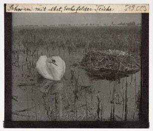 Höckerschwan : Eschefelder Teiche. Höckerschwan (Cygnus olor Gmelin).