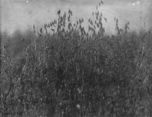 Haferfeld : Ein Feld mit Hafer (Avena Linnaeus)