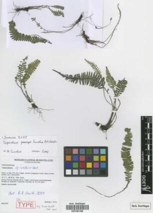 Terpsichore praeceps Sundue & M.Kessler [isotype]