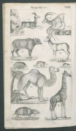 Tafel V. Säugethiere.