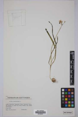 Allium subhirsutum L.