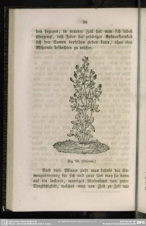 Fig. 26. (Luzerne)