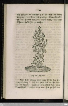 Fig. 26. (Luzerne)