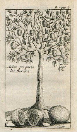 Arbre qui porte le durions