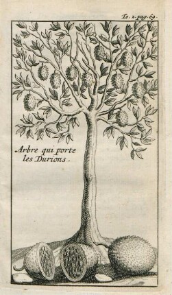 Arbre qui porte le durions