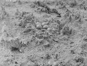 Kiebitz-Gelege : Gelege eines Kiebitz (Vanellus vanellus Linnaeus).