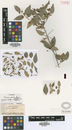Ginoria glabra Griseb. [type]