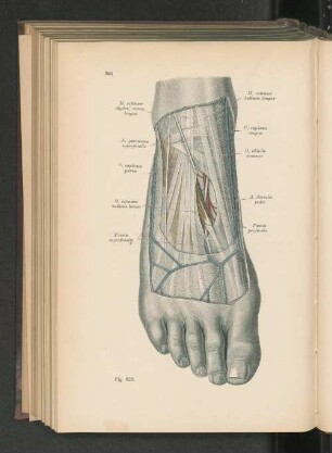 Fig. 632. A. dorsalis pedis, Nn. peronaei, Venen des Fußrückens.
