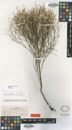 Baccharis notosergila Griseb. [syntype]