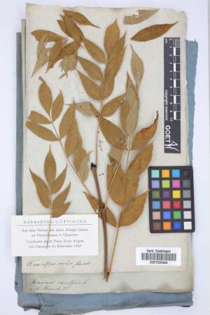 Fraxinus excelsior aurea
