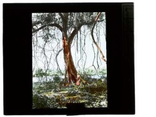 [18]: Mato Grosso : estado ; Topographische Ansichten