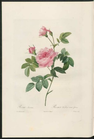 Rosa Inermis. Rosier Turbine sans épines. Lemaire sculp.