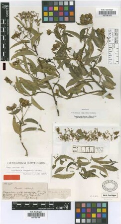 Flourensia campestris Griseb. [holotype]