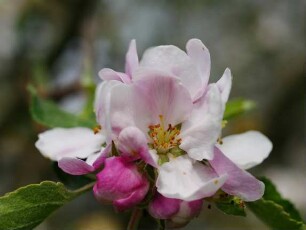Apfelbaum Sorte: James Grieve - Baum 78