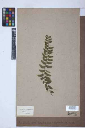 Asplenium lunulatum var. harpeodes (Kunze) Krug