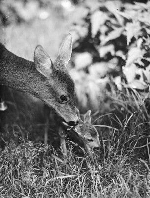 Rehe. Ricke mit Kitz