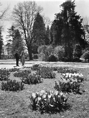Konstanz-Litzelstetten. Insel Mainau. Schloßpark. Rasenstück mit Tulpeninseln