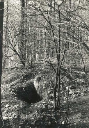 Dachs (Meles meles). Röhre eines Dachsbaues