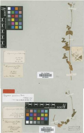 Drymaria grandiflora Bartl. [syntype]