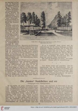 Die "bunten" Nadelhölzer und wir : Erwägungen eines Gartengestalters