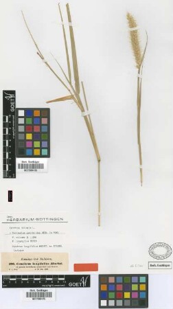 Cenchrus longifolius Hochst. ex Steud. [isotype]