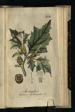 Tab. II.: Stechapfel. Datura stramonium. L.