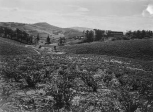 Landwirtschaftliche Anbaufläche : Landwirtschaftliche Anbauflächen in der hügeligen Landschaft des südafrikanischen Tafellandes