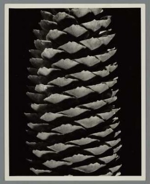 Fichte, Zapfen (Picea breweriana)