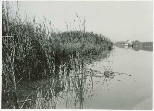 Regele-Carol-Kanal bei Cuibela