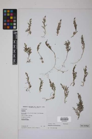 Selaginella moritziana Spring