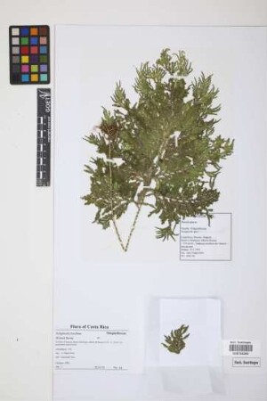Selaginella exaltata (Kunze) Spring