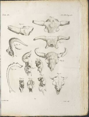 Pl. XII.
