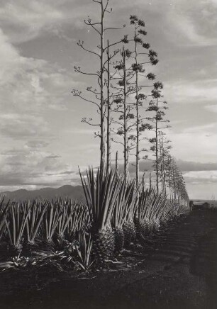 Tanganjika, Pare-Gebirge. Sisalagavenplantage (Sisal-Agave (Agave sisalana) zum Teil mit Blütenständen)