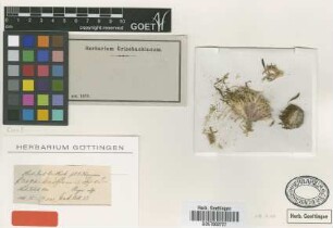 Braya uniflora Hook.f. & Thomson [type]