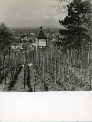 Weinreben auf dem Freiburger Schlossberg