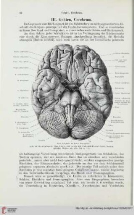 III. Gehirn, Cerebrum