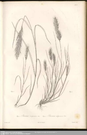 Fig. 1. Bromus Scoparius, L . Fig.2. Bromus Alopecurus, Poir
