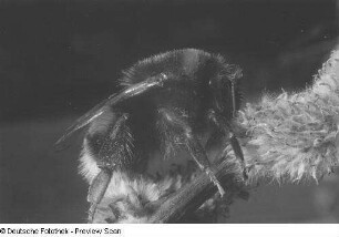 Eine Hummel auf einem Zweig