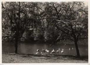 Reichsgartenschau 1939 auf dem Killesberg, Stuttgart: See mit Flamingos