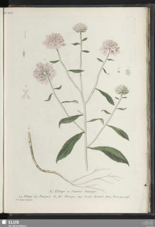 Le Thlaspi ou Sennevé Sauvage