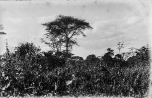 Landschaft : Die Vegetation in der Umgebung von Arusha