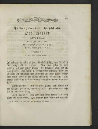 Siebenzehentes Geschlecht. Der Marder.