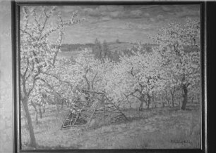 Blühende Kirschbäume