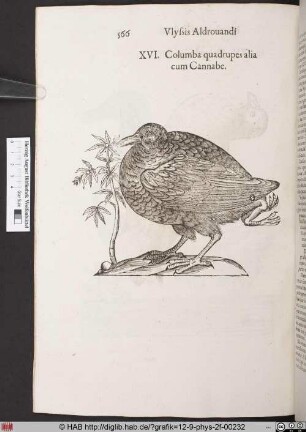 Columba quadrupes alia cum Cannabe.