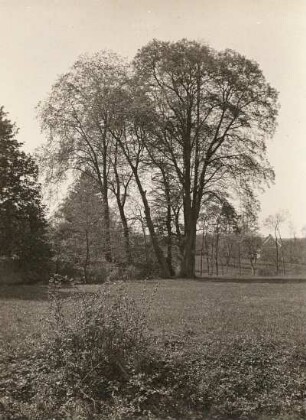 Zschaitz-Goselitz. Jahnatalaue mit Gruppen von Ulmen (Ulmus) und Linden (Tilia)