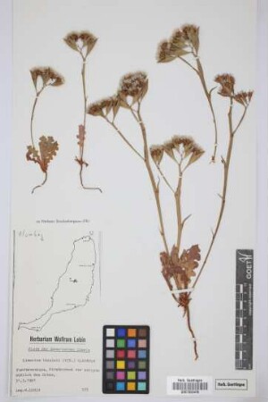 Limonium thouinii (Viv.) Kuntze