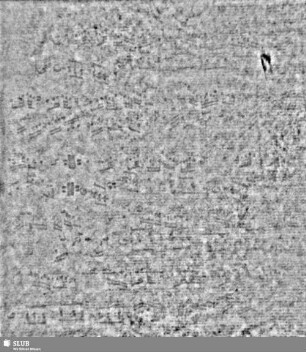 Lilie / CVC = S.1/2