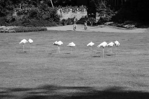 Ludwigsburg: Flamingogruppe auf der Wiese im Schlosspark