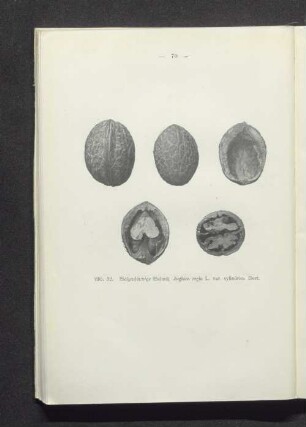 Walzenförmige Walnuß, Juglans regia L. var. cylindrica Hort.